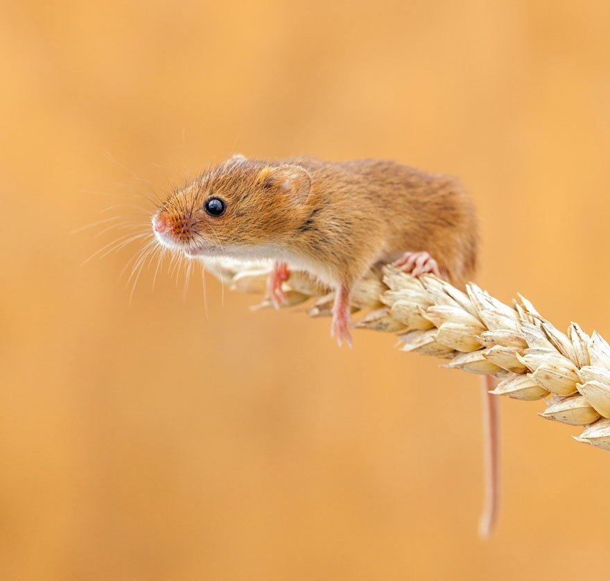 Европейская полевая мышь (67 фото)
