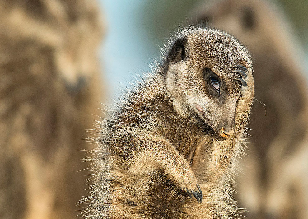 Фото Suricata suricatta / Сурикат как - будто что - то вспомнил