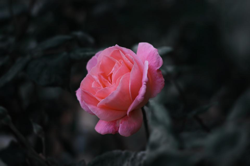 Фото Розовая роза на размытом черно-белом фоне, фотограф Yousef Espanioly