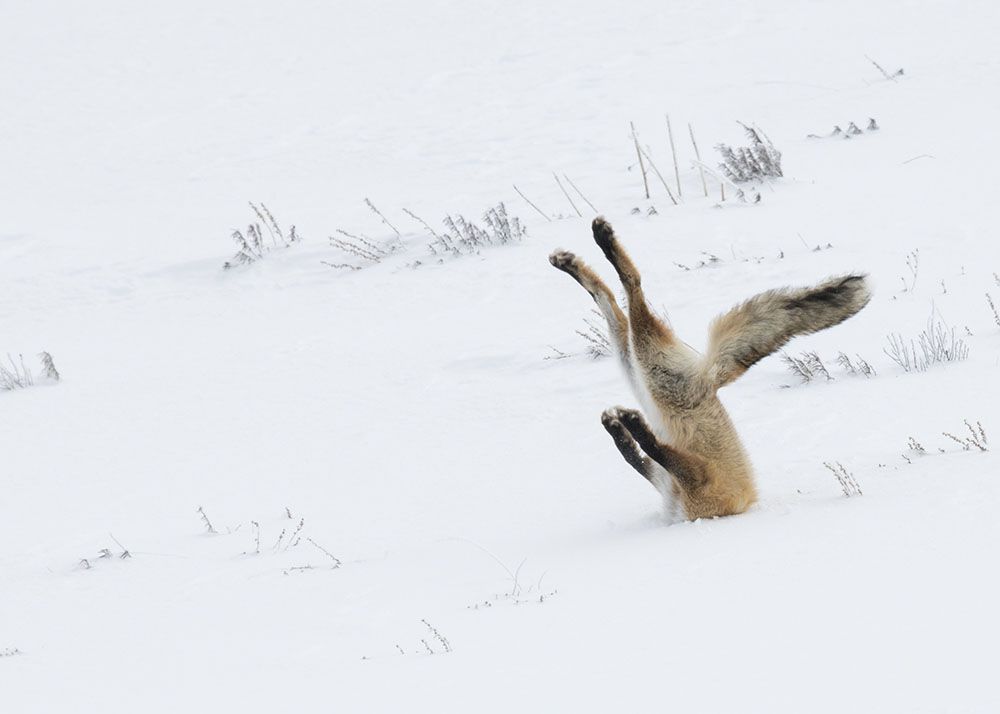 Фото Лиса застряла в снегу Йеллоустонском национальном парке