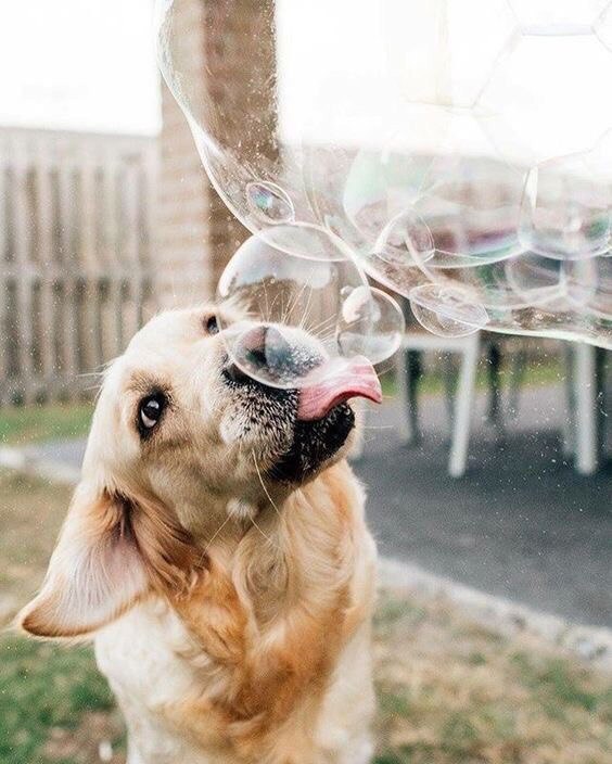 Фото Пес ловит мыльные пузыри языком
