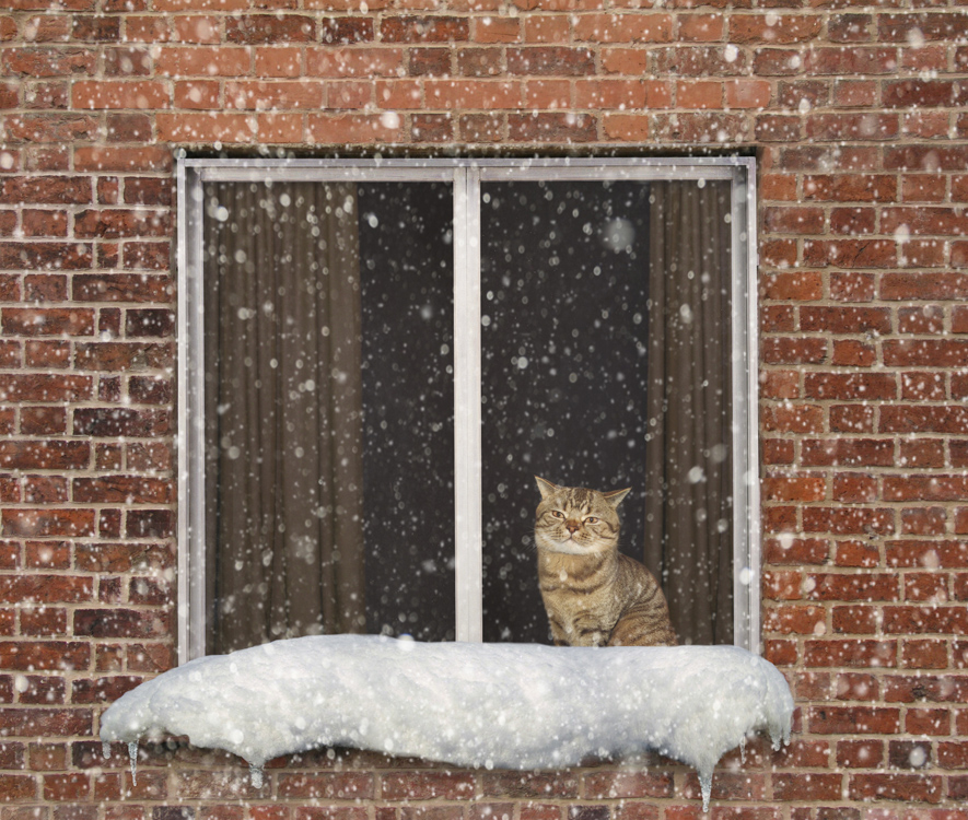 Фото Грустный кот сидит на подоконнике и смотрит за окно на падающий снег, ожидая прихода весны, фотограф Ирина Кузнецова