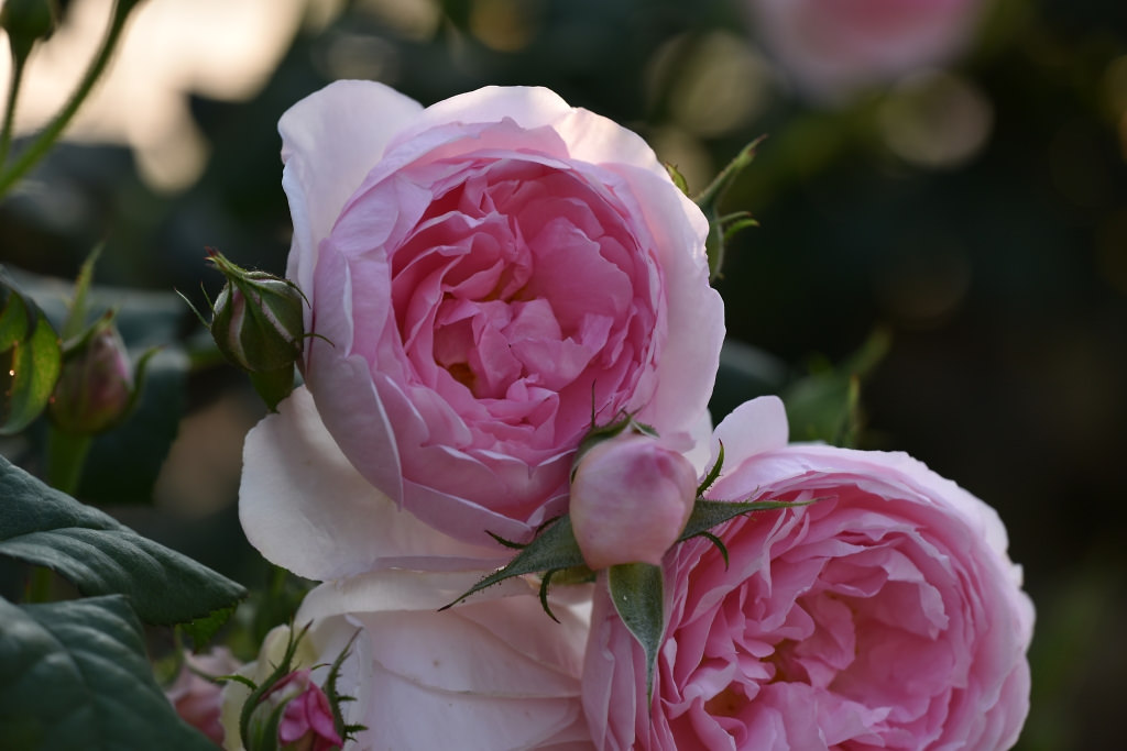 Фото Розовые розы с бутонами, by naruo0720