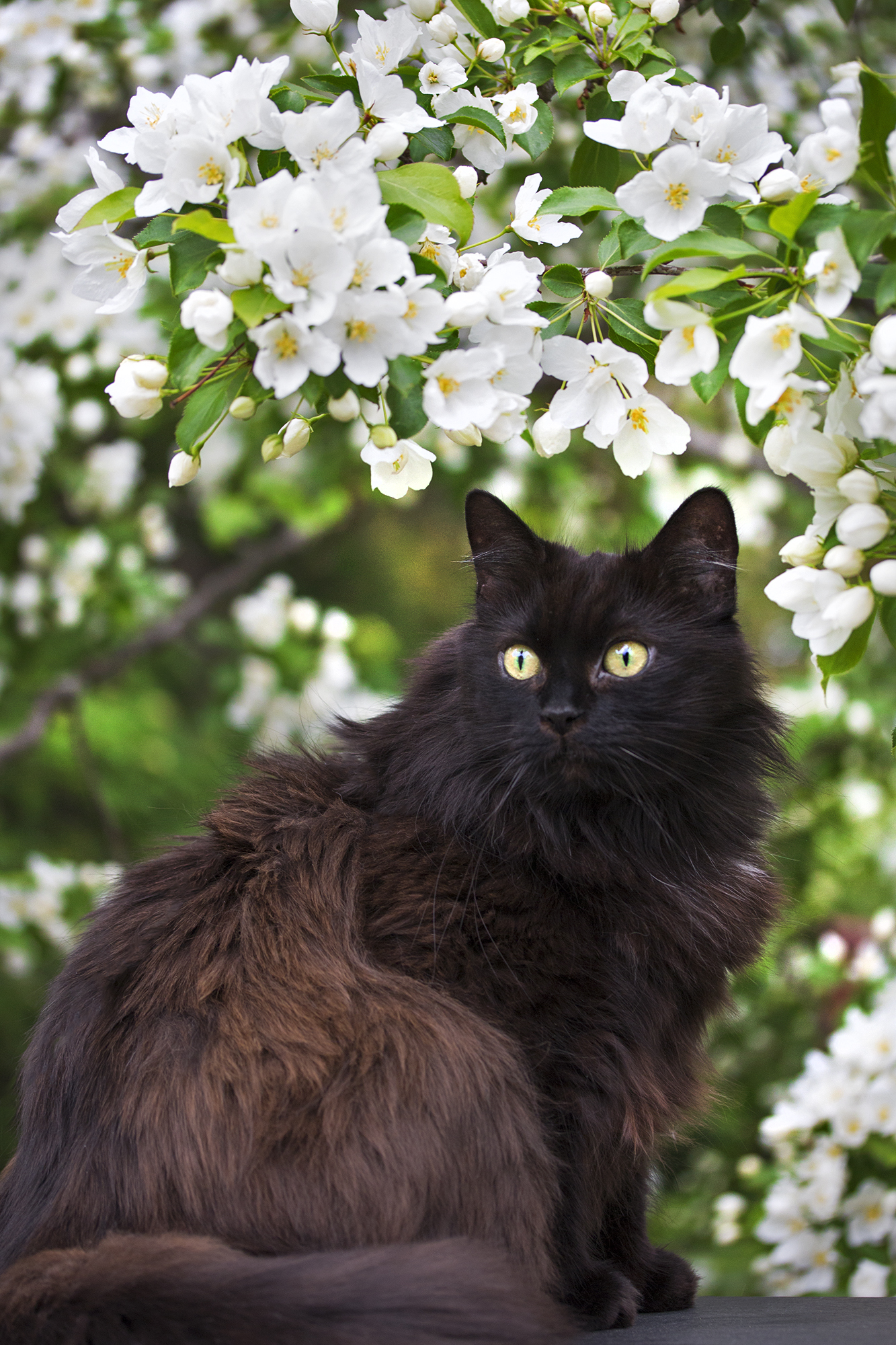 Черный пушистый кот - 59 фото