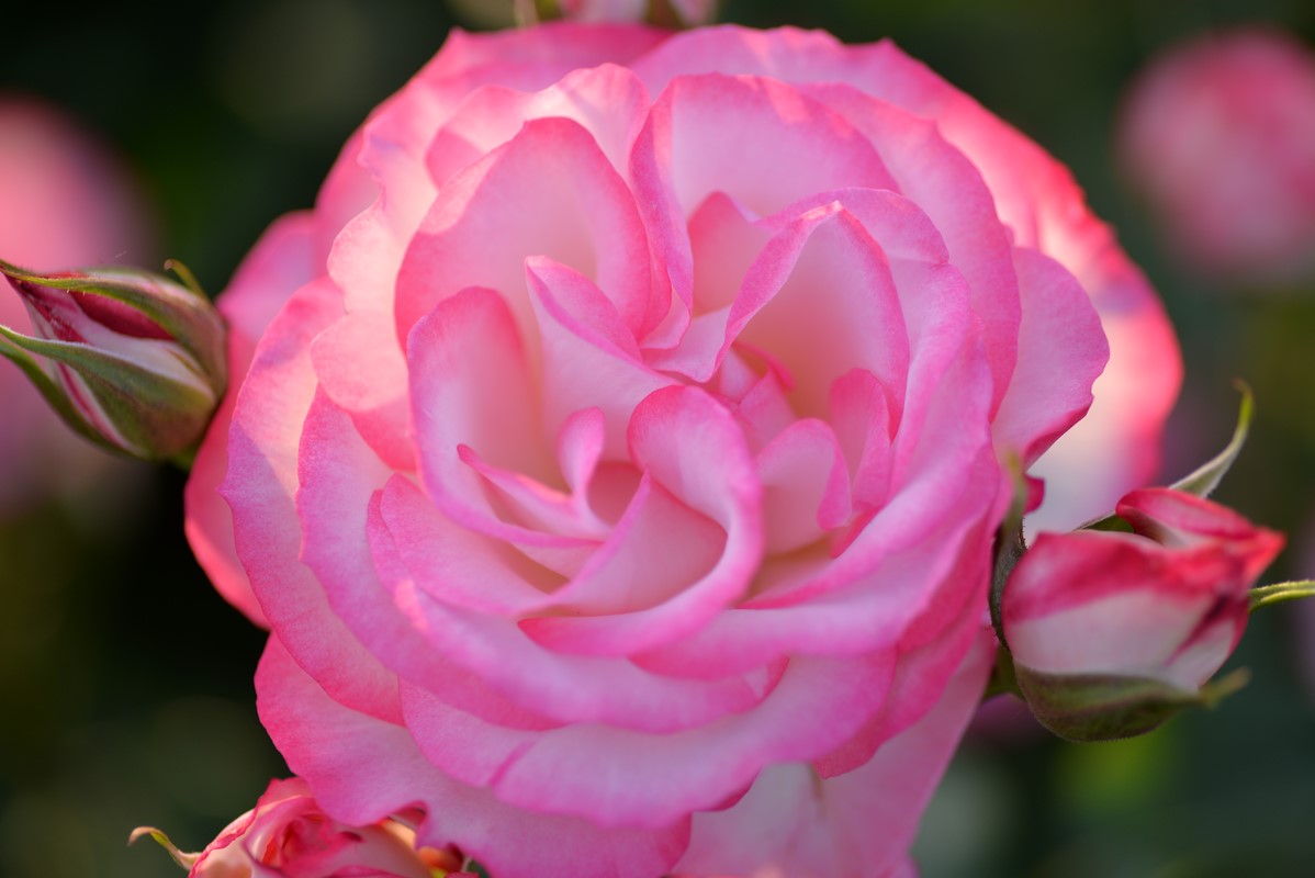 Фото Розовая роза с бутонами, by naruo0720