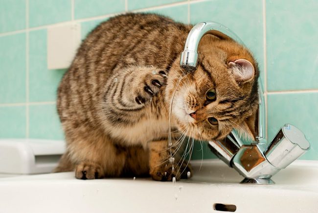 Фото Милый котик ловит капельки воды лапкой