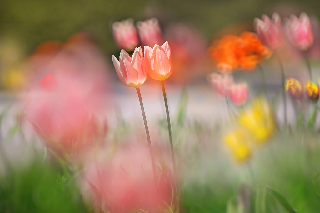 Фото Нежные тюльпаны на размытом фоне, фотограф Li Feng