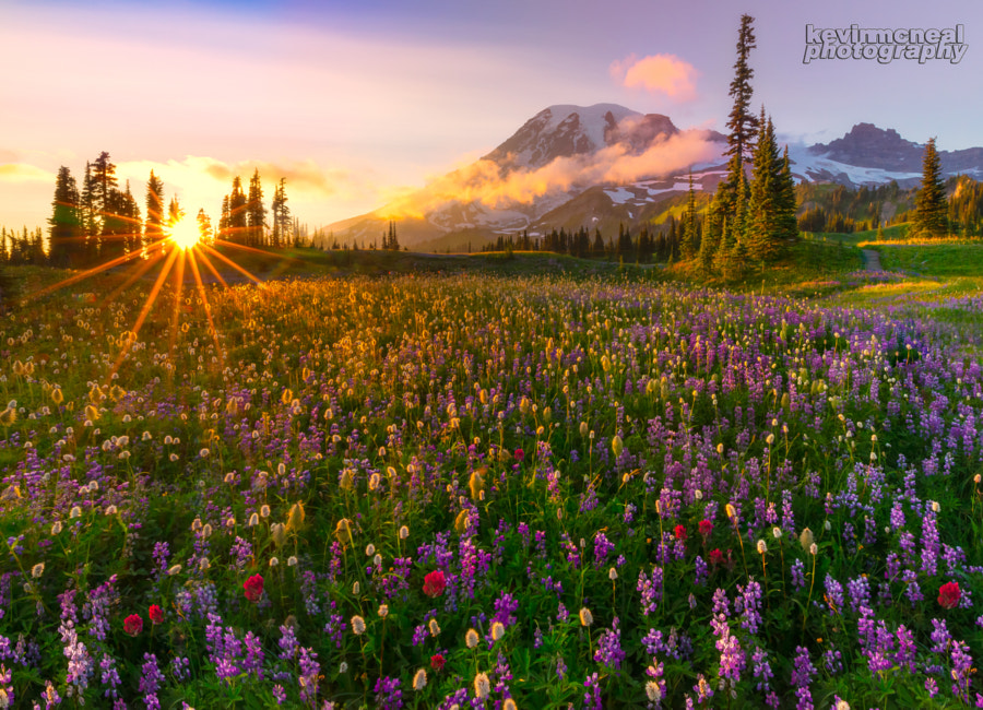 Фото Цветочный луг с разными полевыми цветами в солнечных лучах, Rainier, Mazama Ridge / Рейнир, Mazama Ридж, фотограф Kevin McNeal