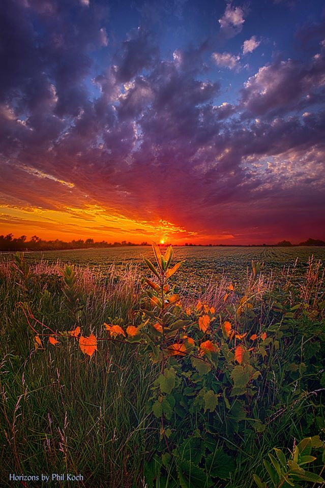 Фото Оранжевые полевые цветы на закате, by Phil Koch