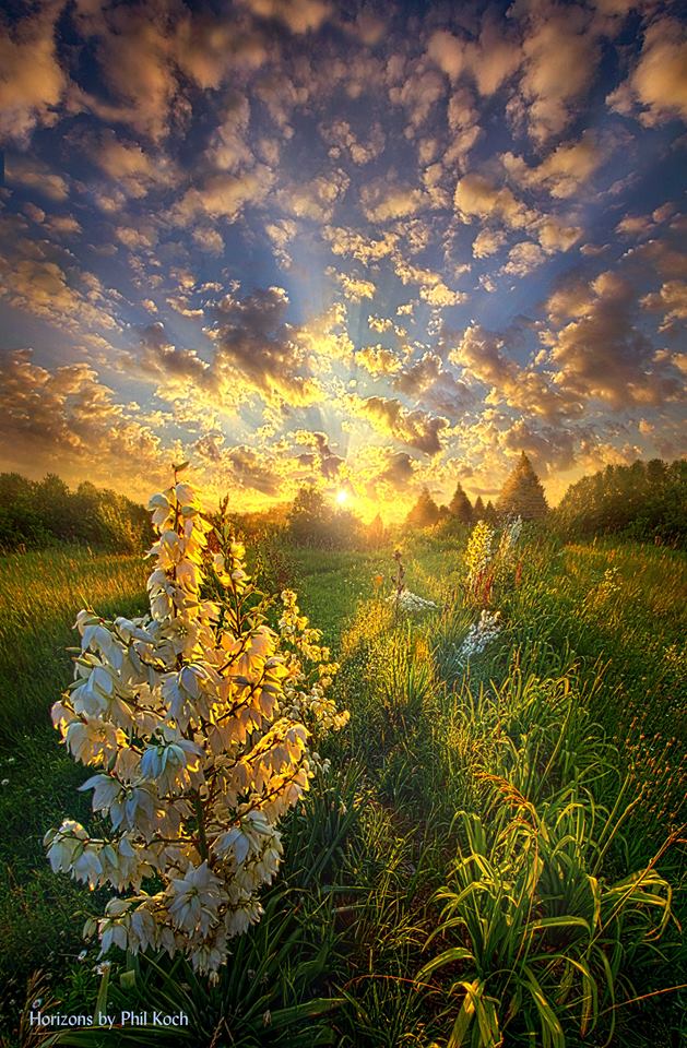 Фото Белые цветы в солнечных лучах, by Phil Koch