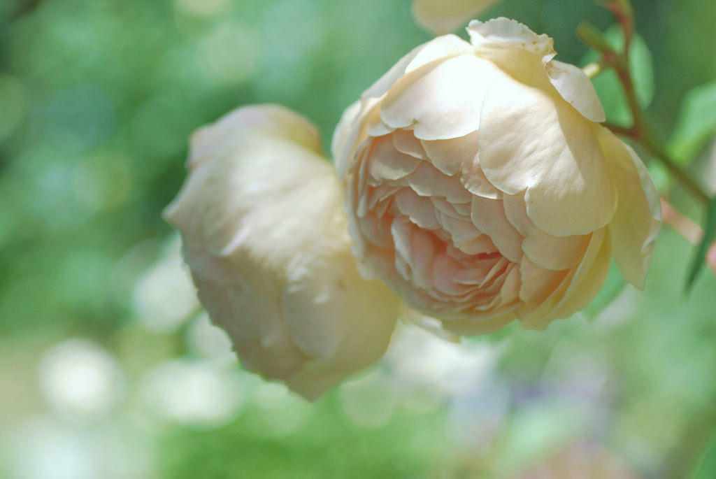 Фото Две белые розы, фотограф cateв™Є