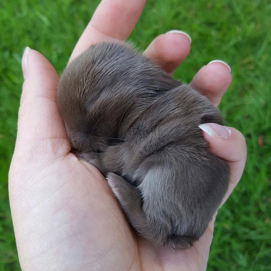 Фото Маленький серенький крольчонок на ладони
