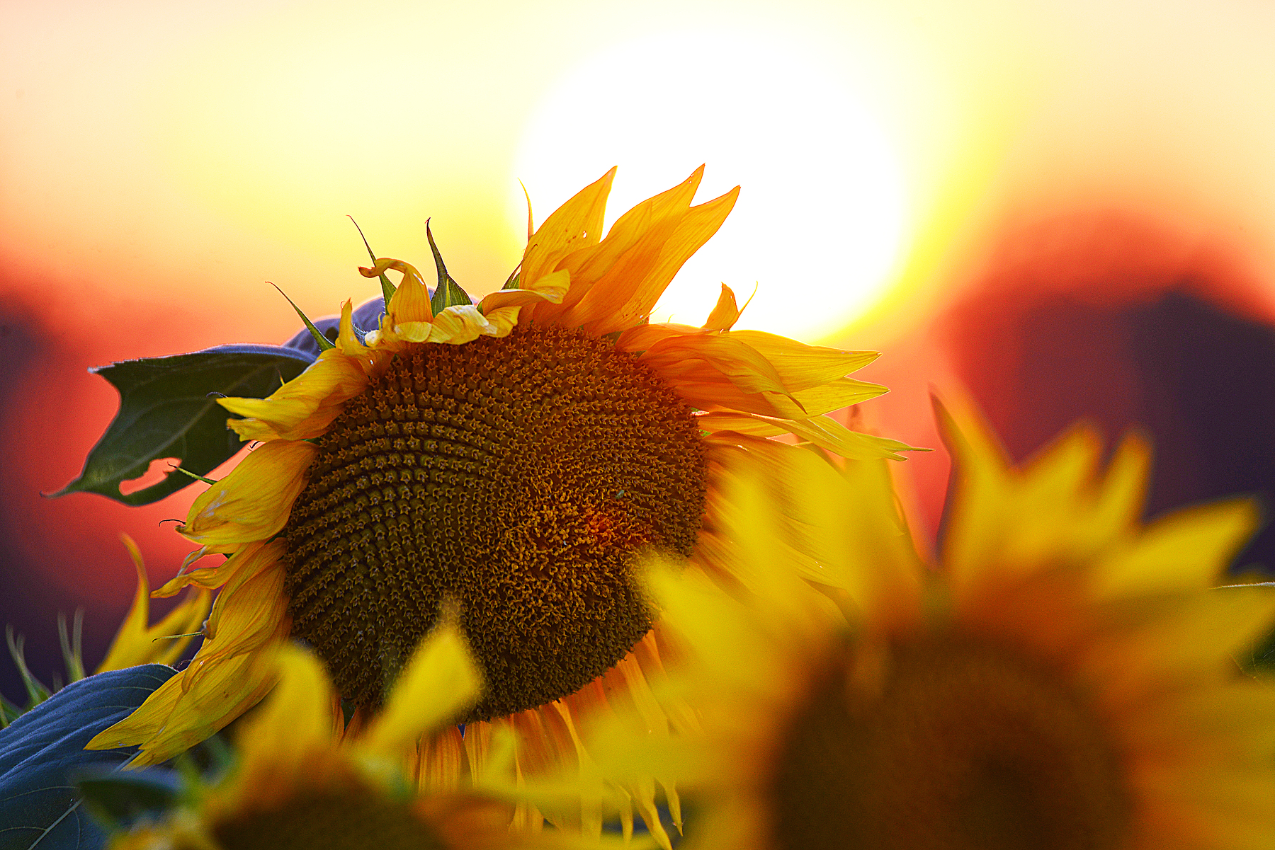 Фото Подсолнухи крупным планом на фоне солнца. Фотограф Сергей