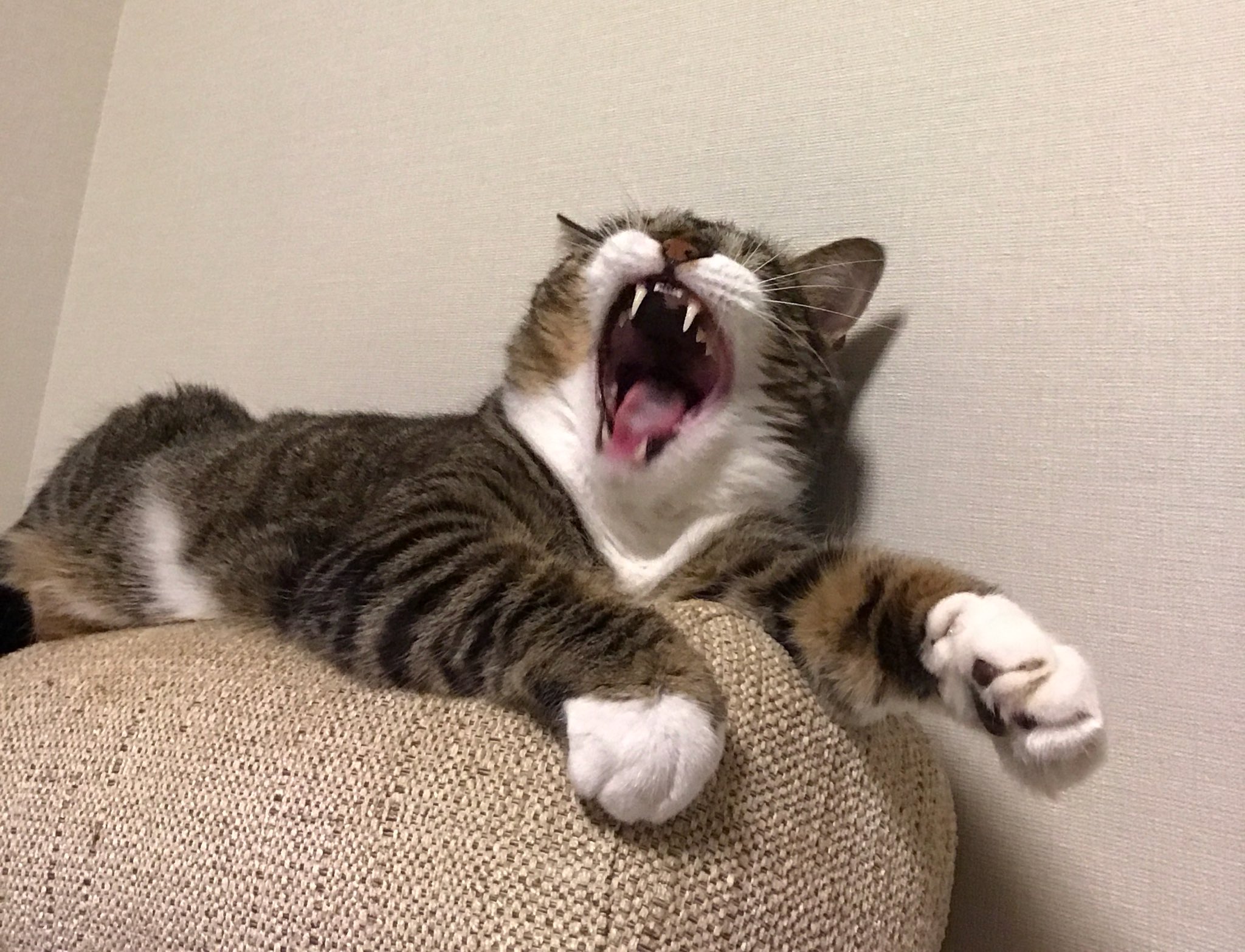 Зевающие Коты