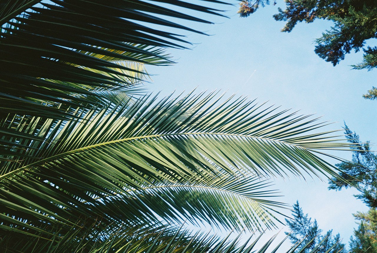 Листья пальмы небо
