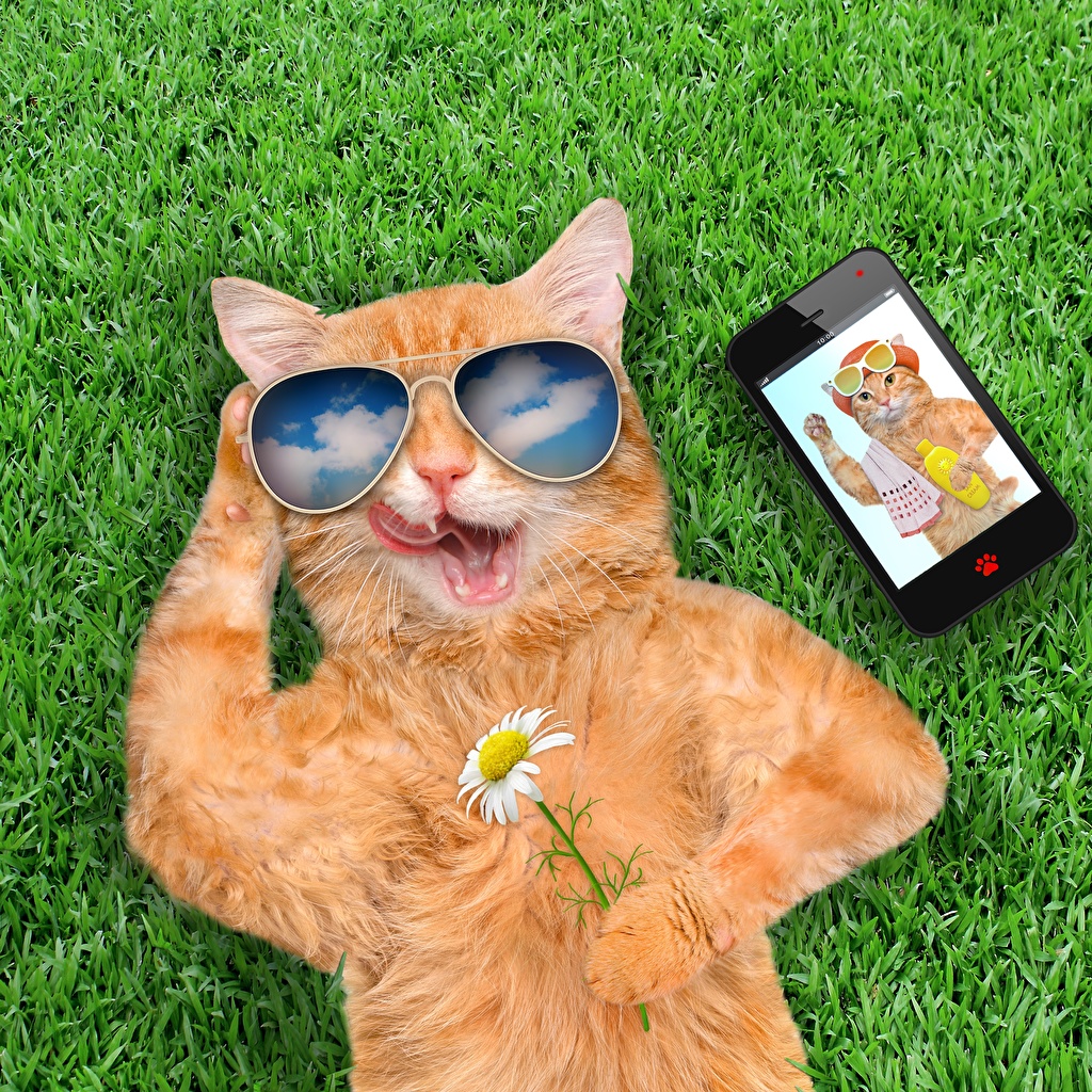 Фото Рыжий кот в солнечных очках и с ромашкой в лапе загорает лежа на .