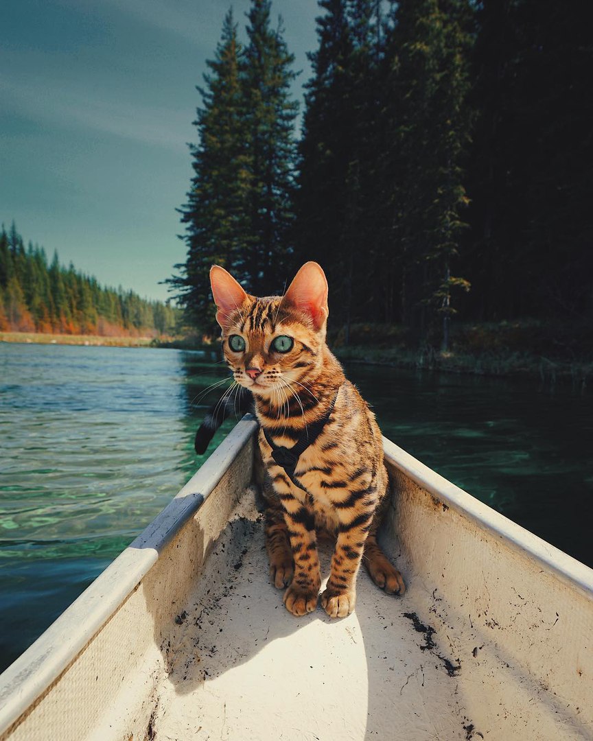 Фото Бенгальская кошка в лодке на озере