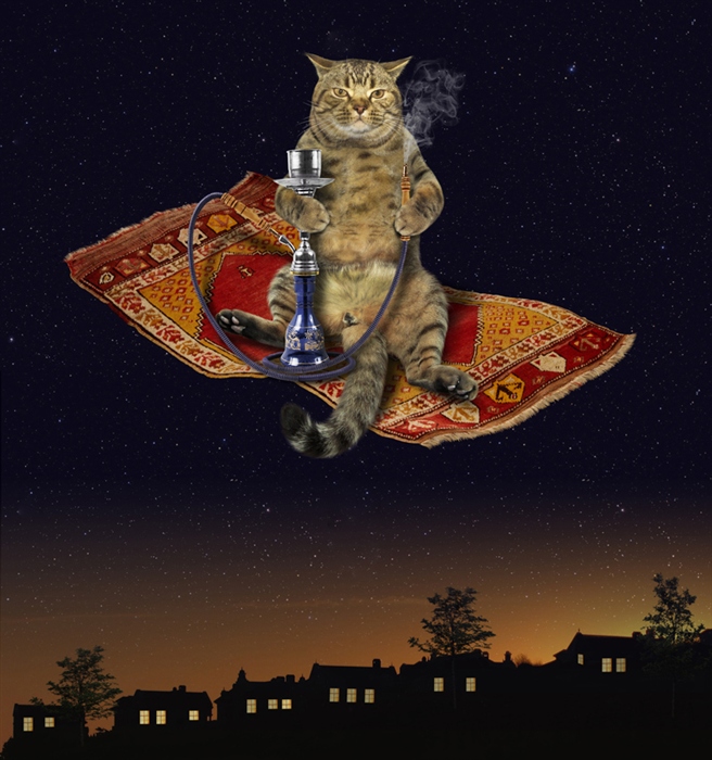 Фото Кот с кальяном летит на ковре-самолете над ночным городом, фотограф Ирина Кузнецова