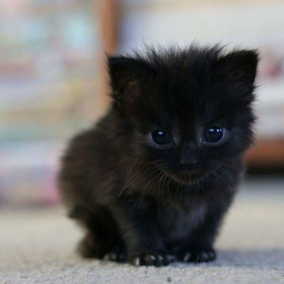 Черный кот (фото)