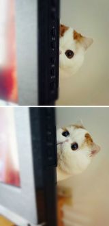 Фото Снупи кот прячется за телевизором