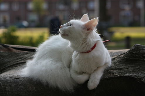 Музыка белая кошка. Сердитая белая кошка. Белая кошка в лесу. Фото белой кошки хорошее качество. Белая кошка лежит на бревне на солнышке фото.