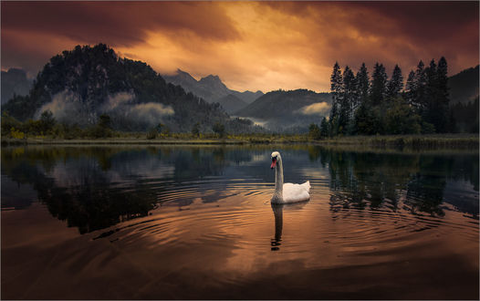 Фото Лебедь на озере, Morgens beim Almsee / Моргенс Бейм Альмзее, фотограф Friedrich Beren