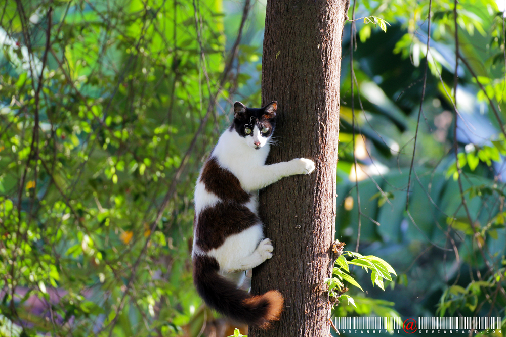 Фото Черно-белая кошка на дереве, by adrianhefni