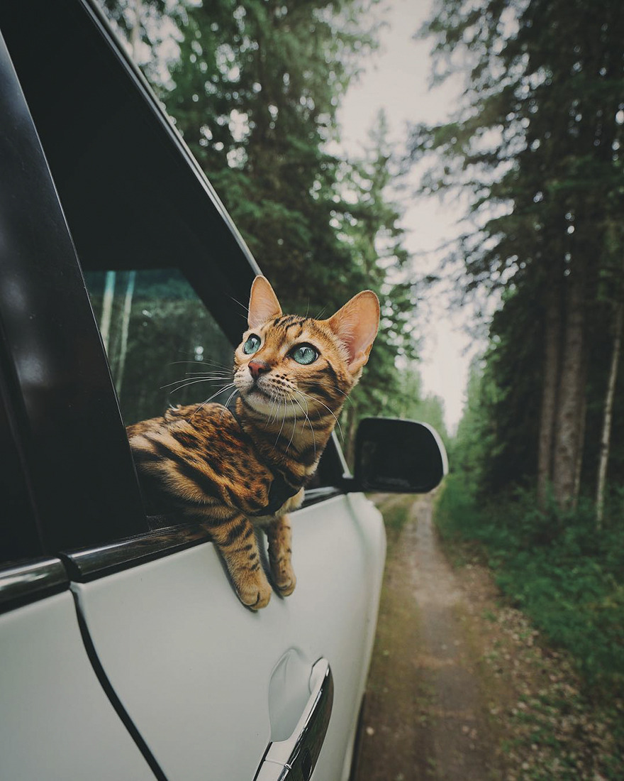 Фото Кошка выглядывает из авто