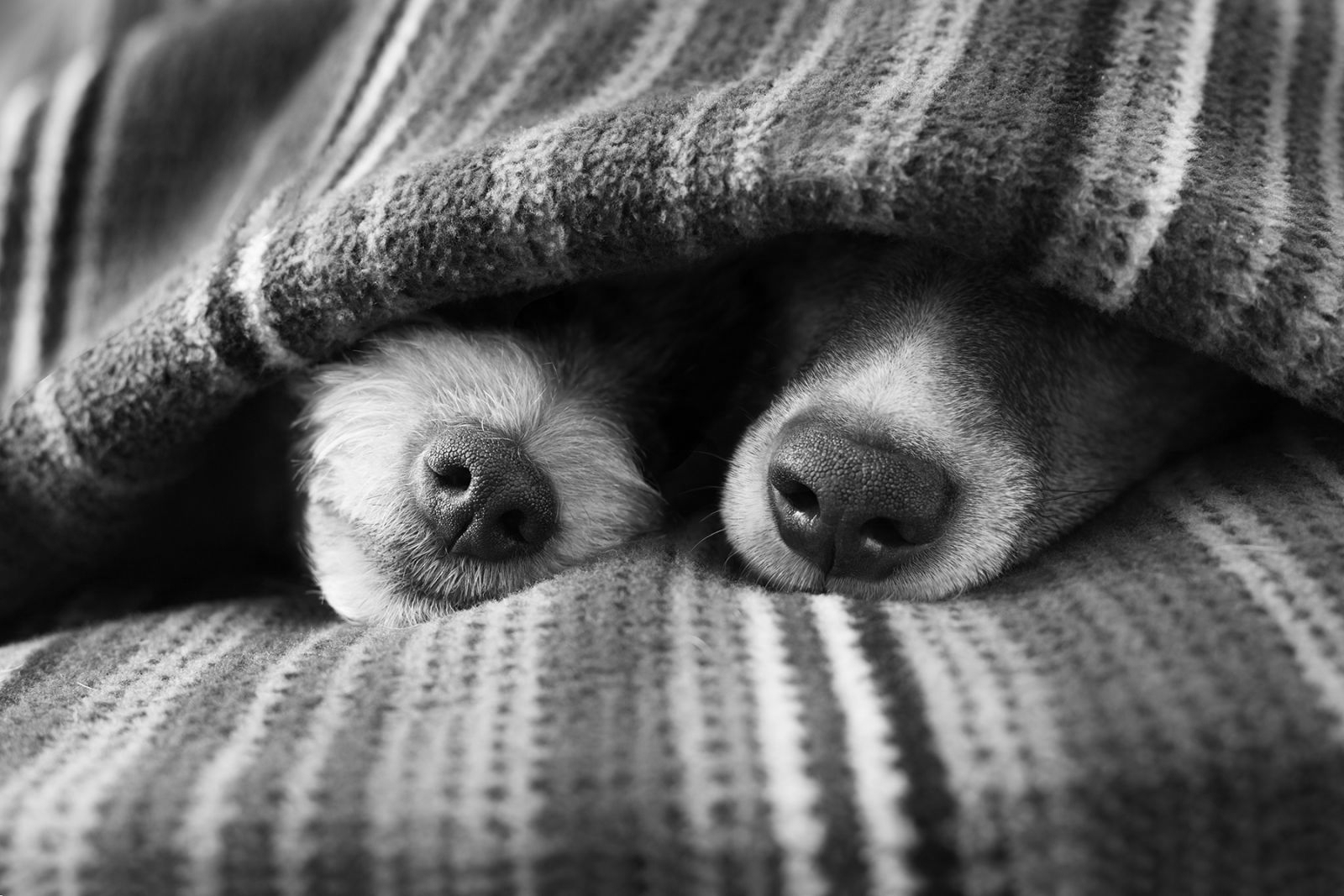 Фото Две собаки под одеялом