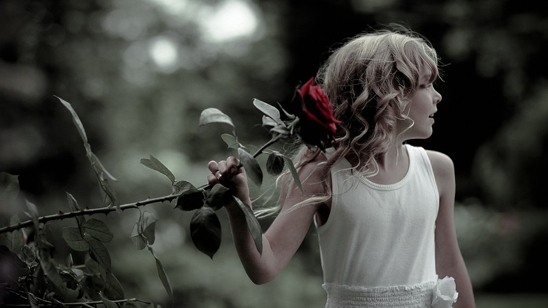 Фото Девочка в белом платье держит в руке розу алую розу