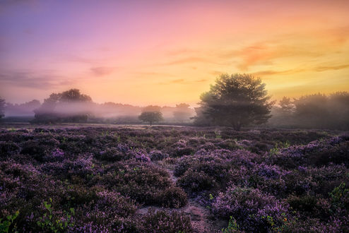 Вересковое поле фото Фото Закат солнца над вересковым полем, Dark Heather, the Netherlands / Темная Х