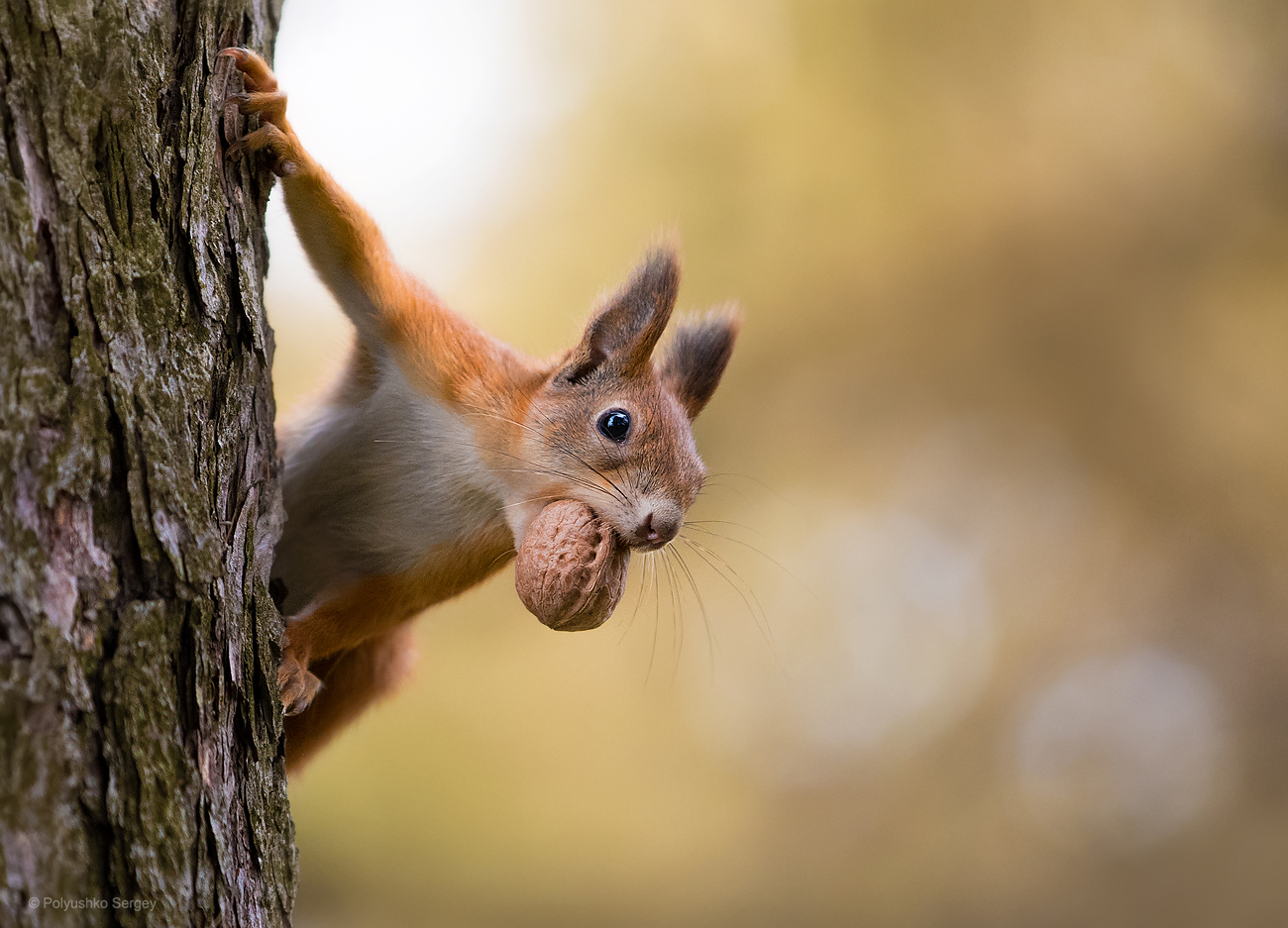 Фото Белка с орехом во рту на дереве. Фотограф Полюшко Сергей