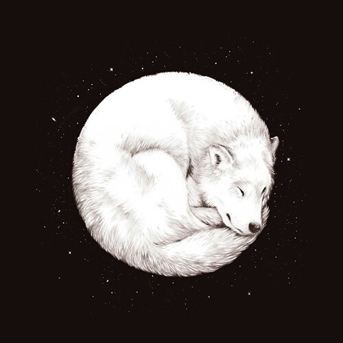 Фото Белый волк, который свернулся клубком, на фоне звездного неба
