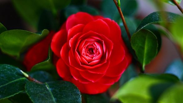 Камелия красная цветок (64 фото) »