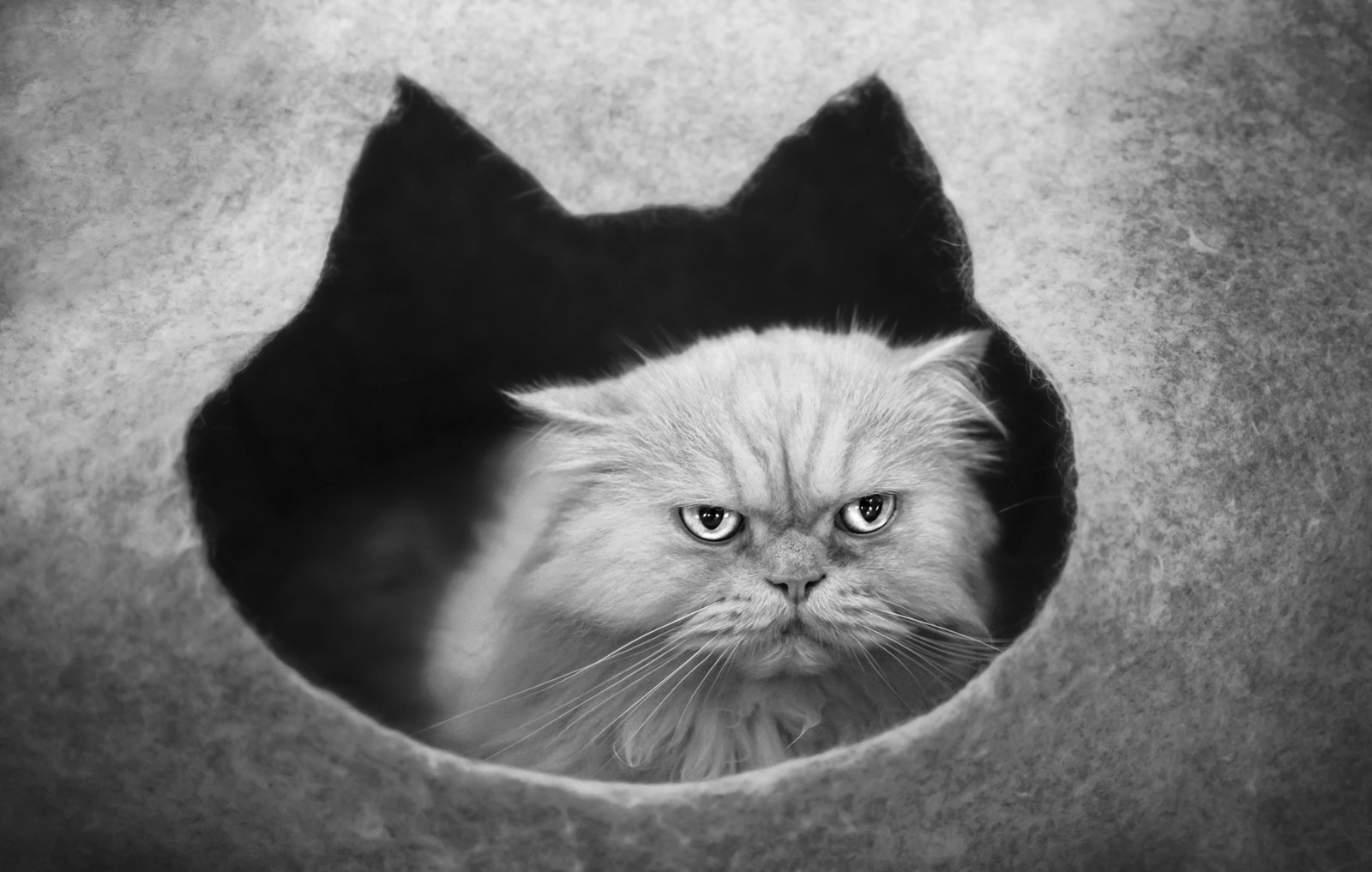Фото Сердитый кот выглядывает из своего домика, by ErkanKalenderli