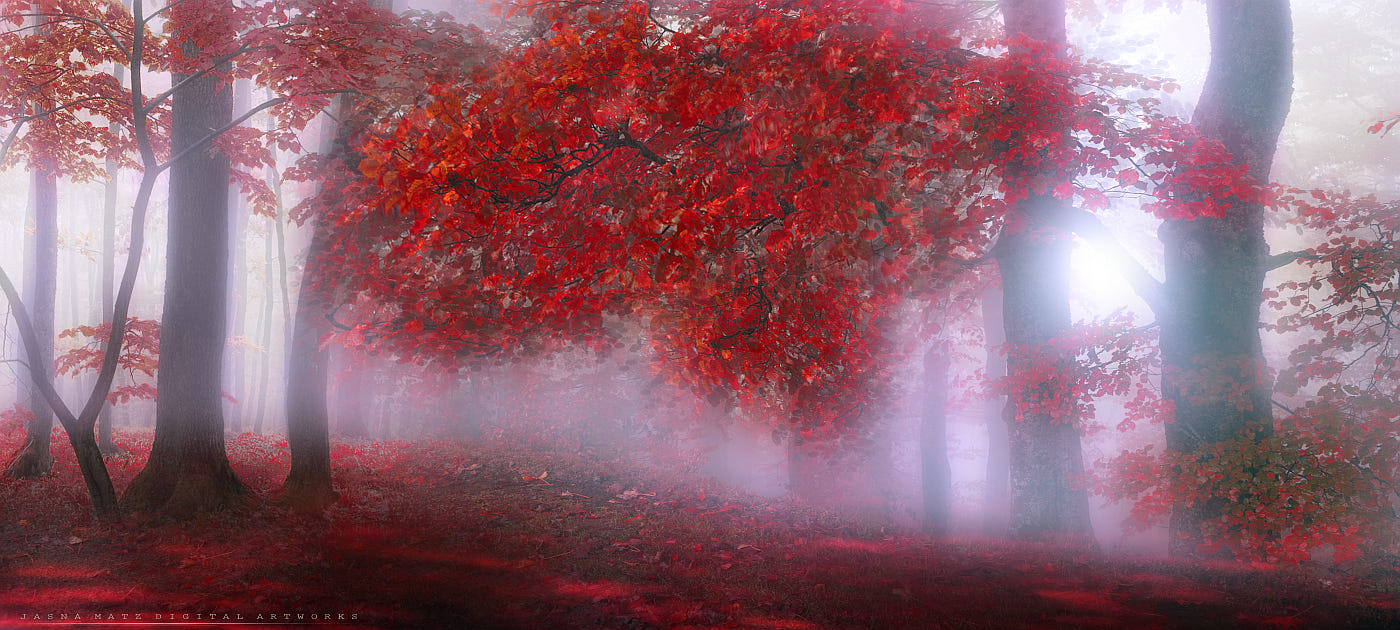 Фото Осенний лес с красными листьями на деревьях в тумане, фотограф Jasna Matz