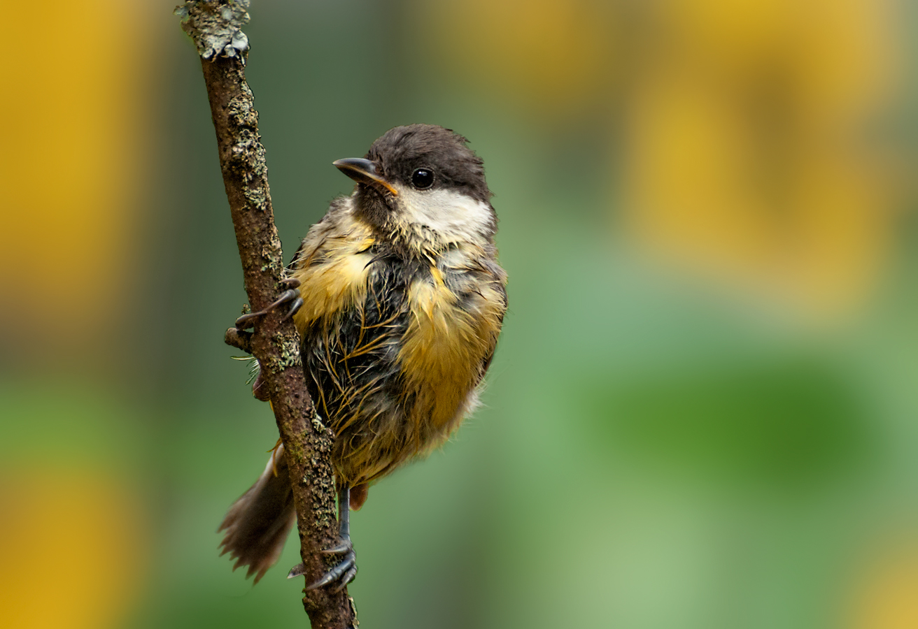 Фото Птичка с мокрым оперением сидит на ветке. Фотограф Олег Тыркин
