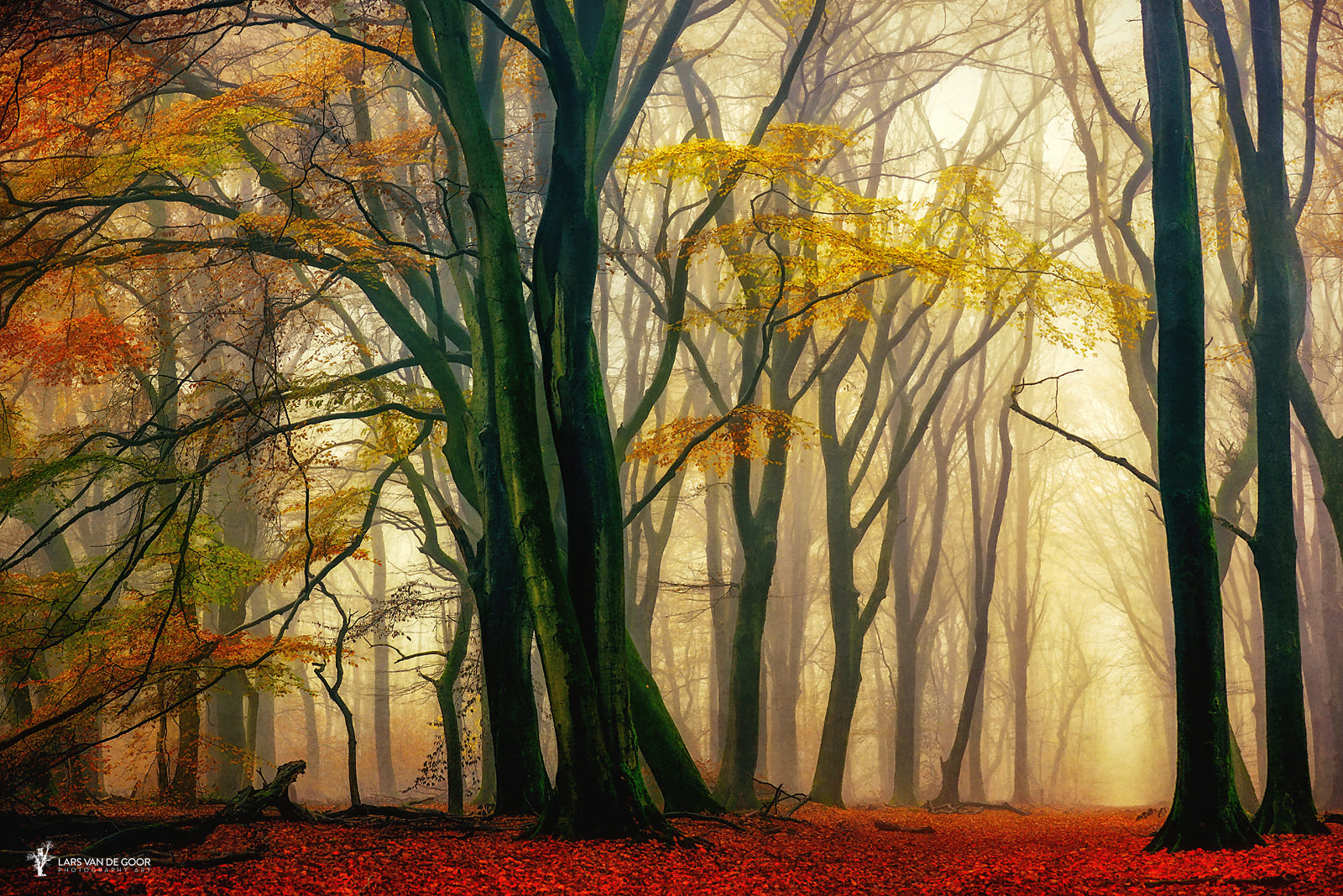 Фото Осенний лес в тумане, фотограф Lars van de Goor