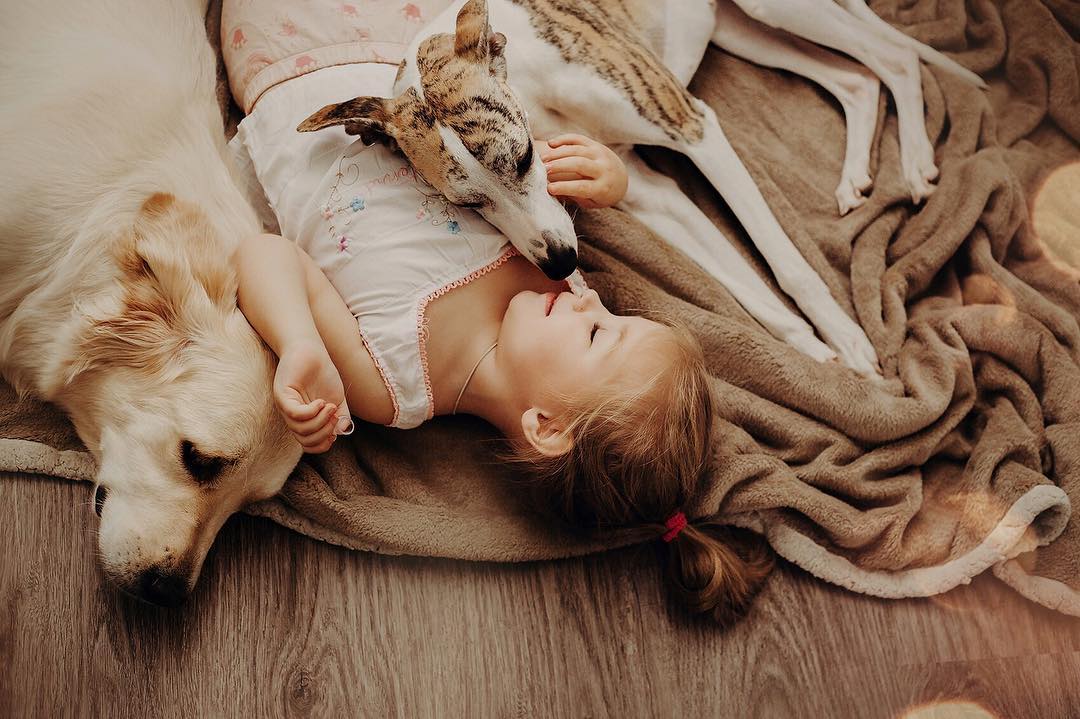 Фото Девочка лежит на полу рядом с собаками породы золотистый ретривер и борзой, by Mira Clesoul