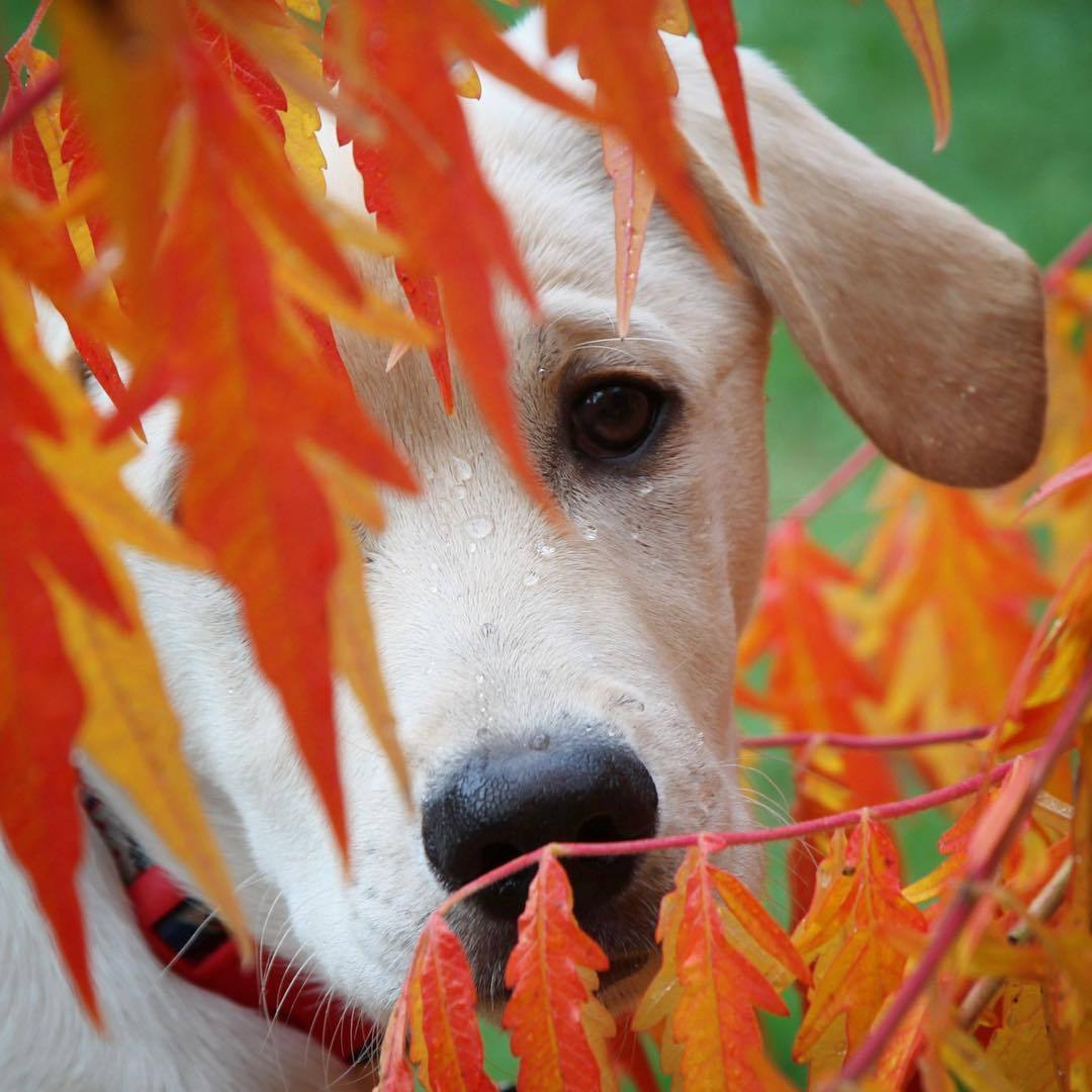 Фото Пес с каплями воды на морде за листвой
