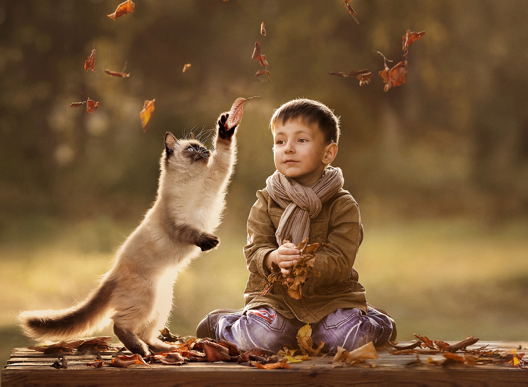 Фото Мальчик и сиамский котенок играют с осенней листвой на лавочке в парке, фотограф Елена Шумилова