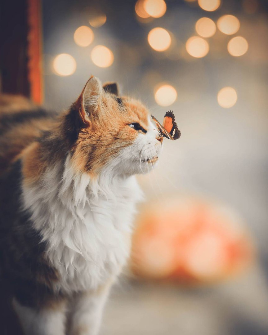 Фото Трехцветный кот с бабочкой на носу