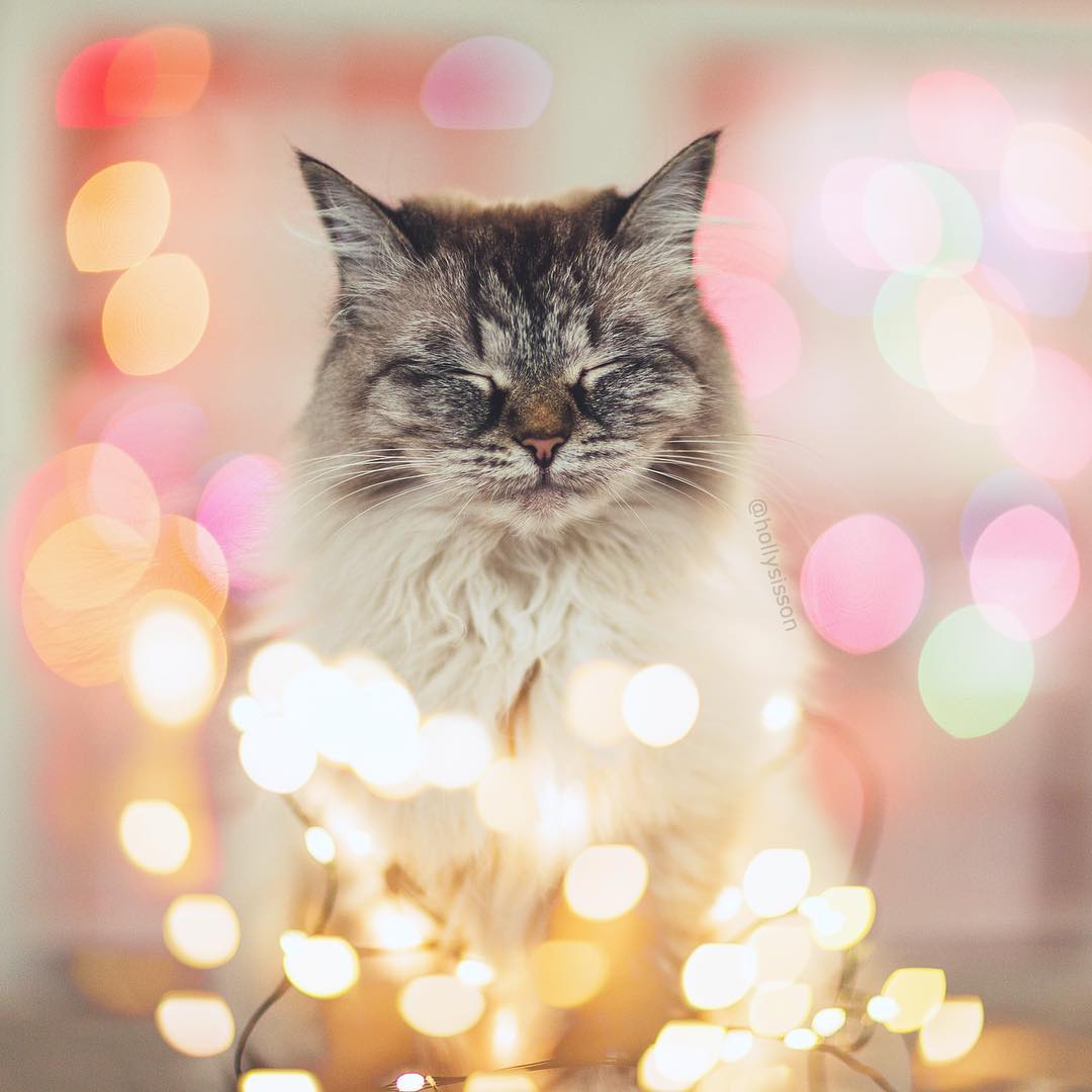 Фото Пушистый кот возле гирлянды на фоне боке