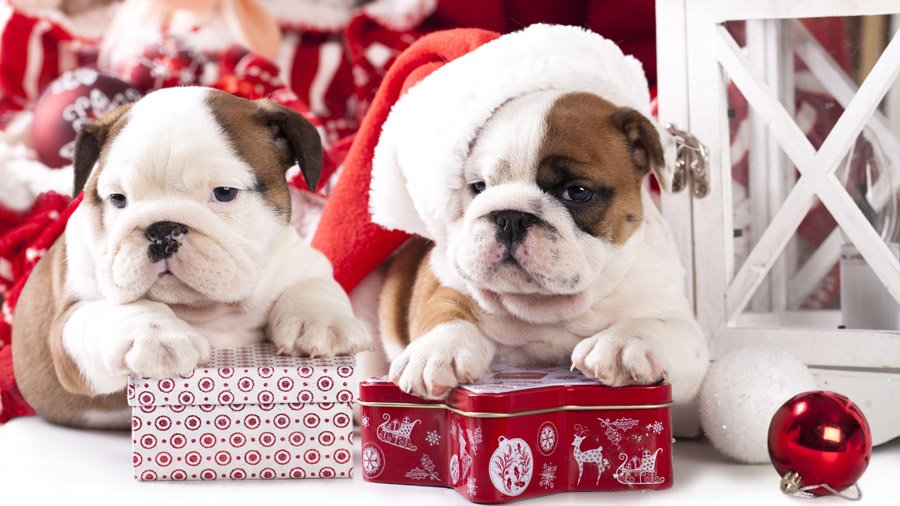 Фото Два щенка бульдога с новогодними подарками