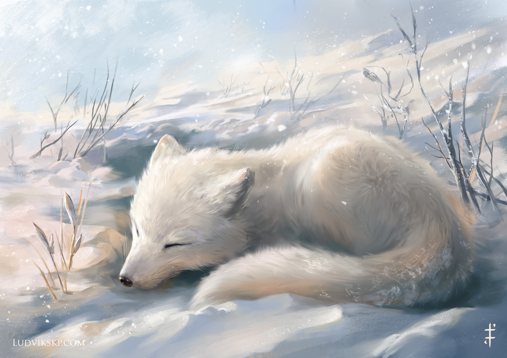 Фото Полярная лисица спит на снегу, by LudvikSKP