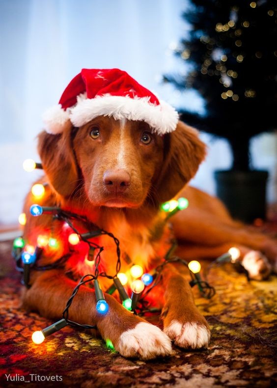 Фото Собака в новогодней шапке в окружении гирлянды, by Yulia_Titovets