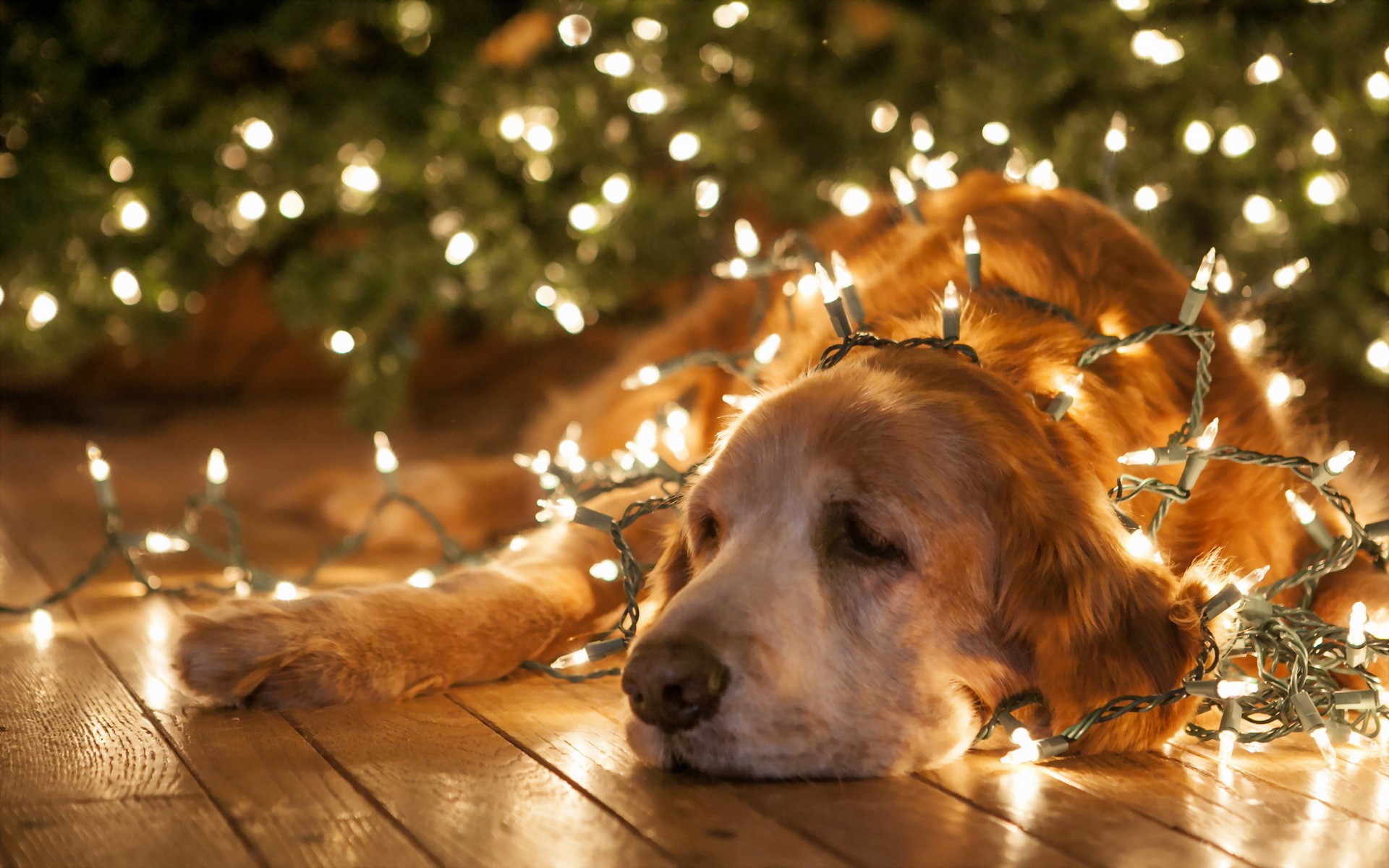 Фото Пожилой золотистый ретривер пес лежит на полу в гирлянде на фоне елки