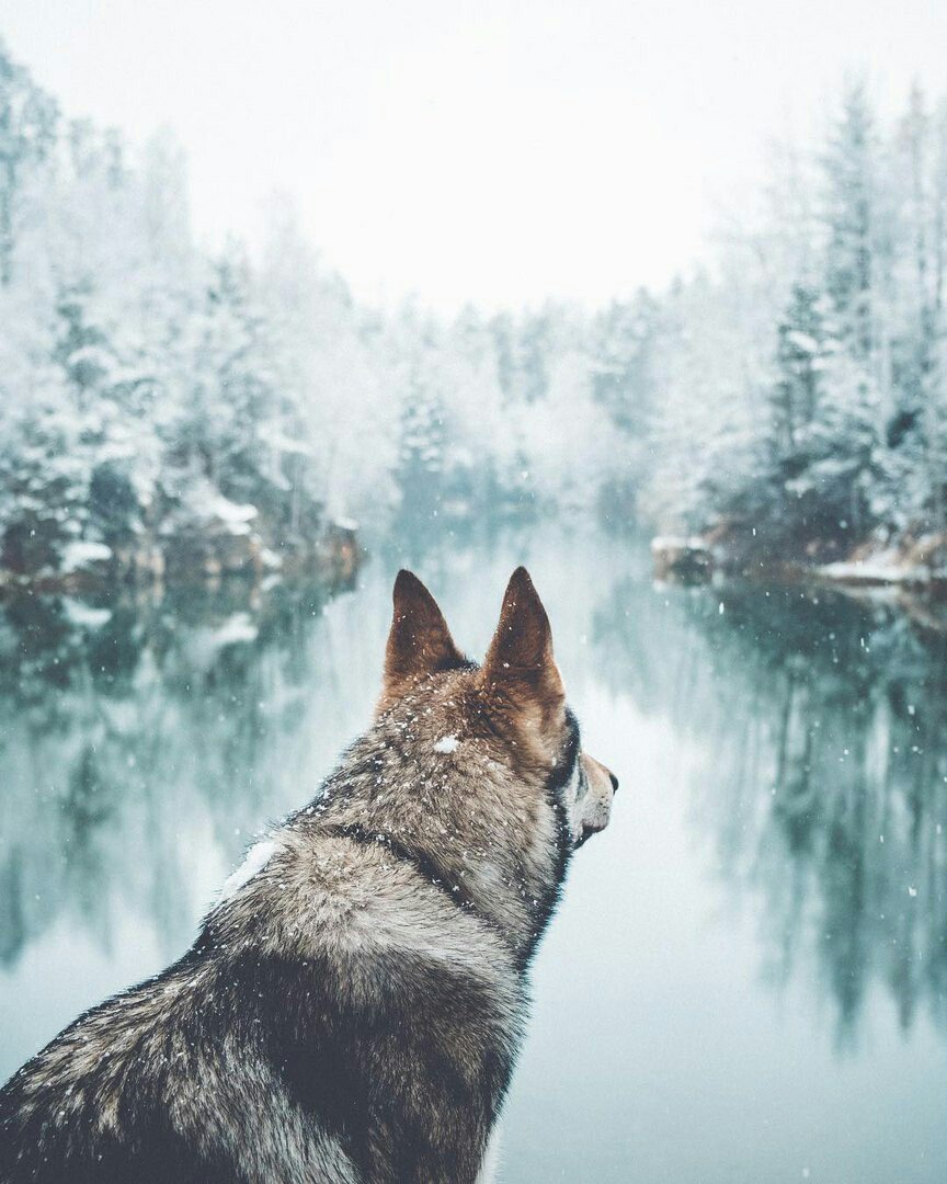 Чешский волчак фото