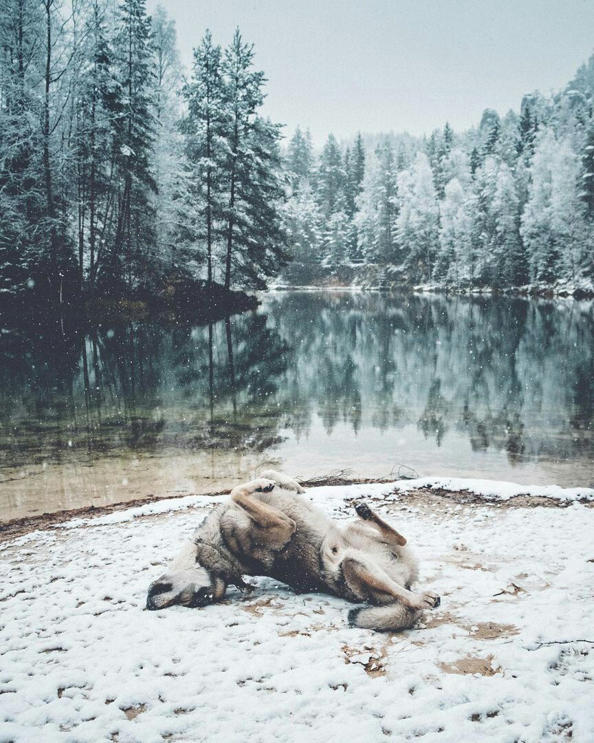 Чешский волчак фото