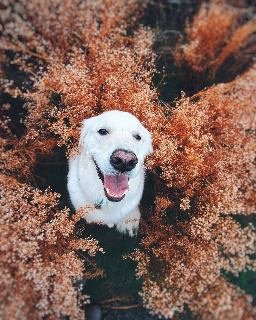 Фото Счастливый пес сидит среди сухой растительности